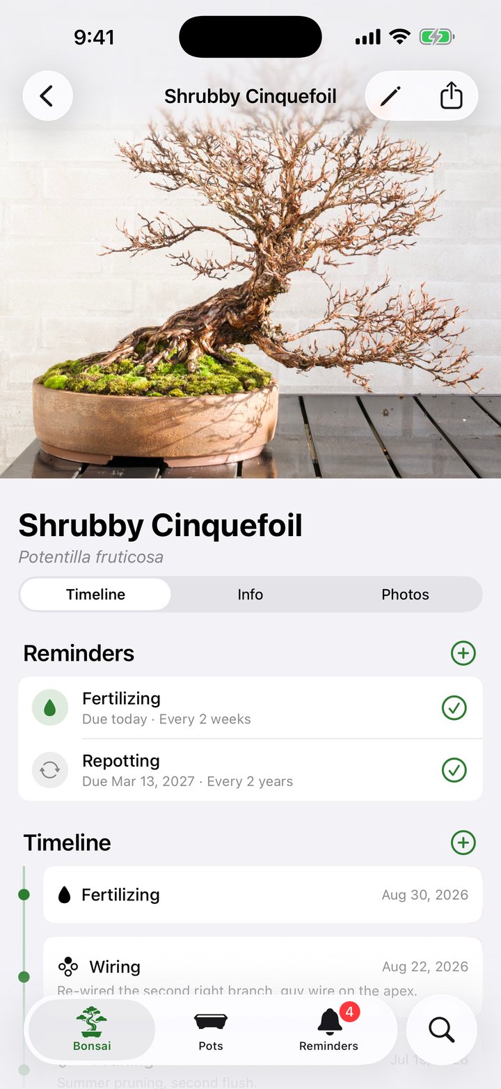 A tree page: the portrait photo of a Shrubby Cinquefoil, its reminders and the start of its timeline